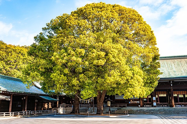 大きな木が立つ神社の風景